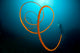 Orange Wire Coral Lembeh Wall Decal