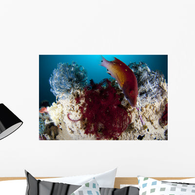 Diana's Hogfish Swimming between Wall Decal shown on a wall