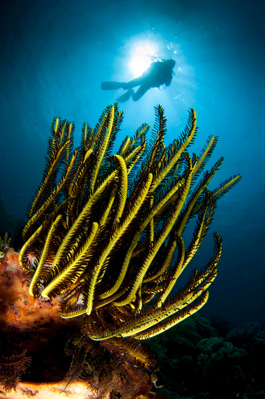 Black and Yellow Crinoid Wall Decal