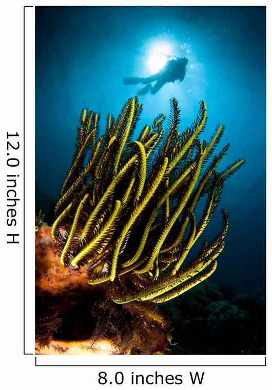 Black and Yellow Crinoid Wall Decal