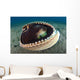 Coconut Octopus Lembeh Strait Wall Decal Design 6