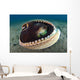 Coconut Octopus Lembeh Strait Wall Decal Design 6