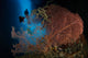 Diver Descends Cavern above Wall Decal