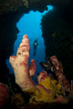Diver Looks into Cavern Wall Decal