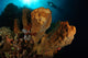 Large Sponge with Diver Wall Decal