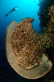 Salvador Dali Sponge with Wall Decal Design 10