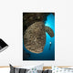 Salvador Dali Sponge with Wall Decal Design 9
