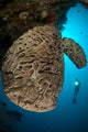 Salvador Dali Sponge with Wall Decal Design 9