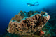 Salvador Dali Sponge with Wall Decal Design 8