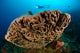 Salvador Dali Sponge with Wall Decal Design 7