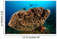 Salvador Dali Sponge with Wall Decal Design 7