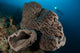 Salvador Dali Sponge with Wall Decal Design 5
