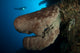 Salvador Dali Sponge with Wall Decal Design 4
