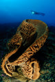 Salvador Dali Sponge with Wall Decal Design 3