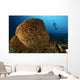 Salvador Dali Sponge with Wall Decal Design 2