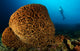 Salvador Dali Sponge with Wall Decal Design 2