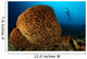 Salvador Dali Sponge with Wall Decal Design 2