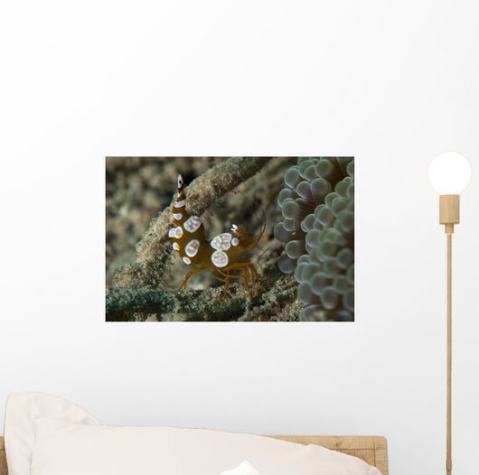 Squat Anemone Shrimp Side Wall Decal