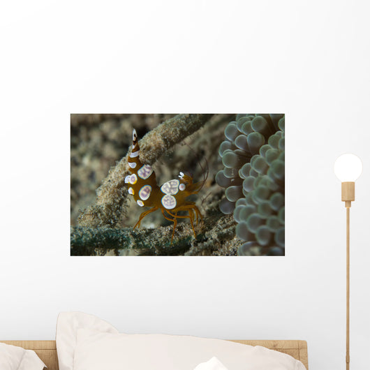 Squat Anemone Shrimp Side Wall Decal