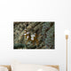 Squat Anemone Shrimp Side Wall Decal