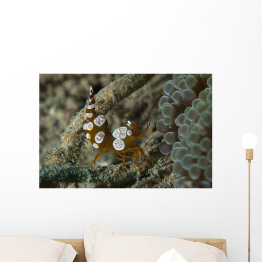 Squat Anemone Shrimp Side Wall Decal