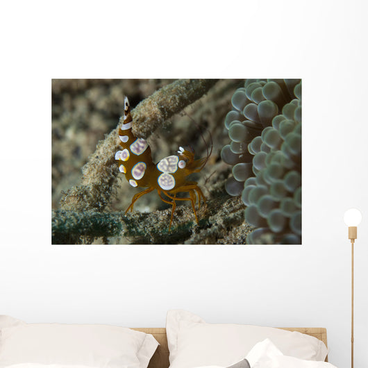 Squat Anemone Shrimp Side Wall Decal