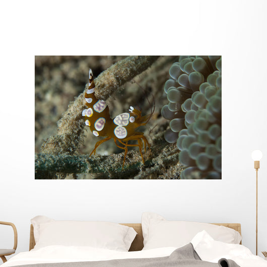Squat Anemone Shrimp Side Wall Decal