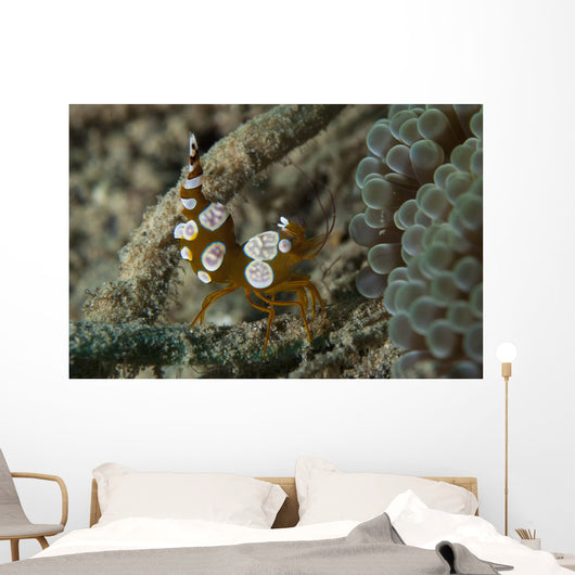 Squat Anemone Shrimp Side Wall Decal