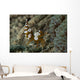 Squat Anemone Shrimp Side Wall Decal