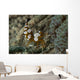 Squat Anemone Shrimp Side Wall Decal
