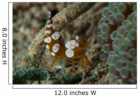 Squat Anemone Shrimp Side Wall Decal
