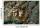 Squat Anemone Shrimp Side Wall Decal