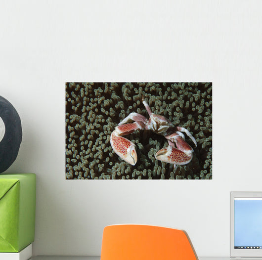Spotted Porcelain Crab Wall Decal