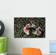 Spotted Porcelain Crab Wall Decal
