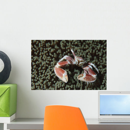 Spotted Porcelain Crab Wall Decal