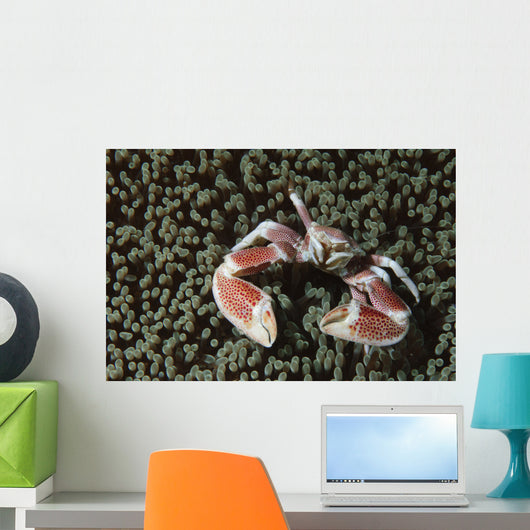 Spotted Porcelain Crab Wall Decal