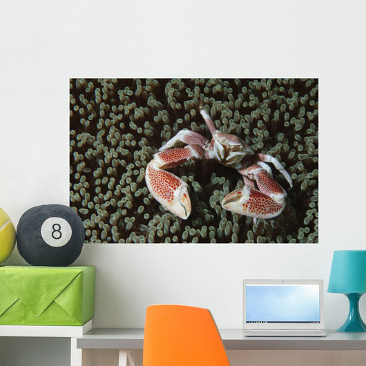 Spotted Porcelain Crab Wall Decal