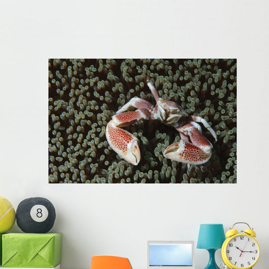 Spotted Porcelain Crab Wall Decal