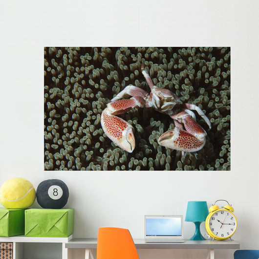 Spotted Porcelain Crab Wall Decal