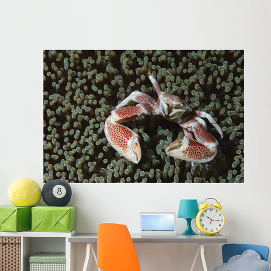 Spotted Porcelain Crab Wall Decal