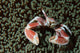 Spotted Porcelain Crab Wall Decal