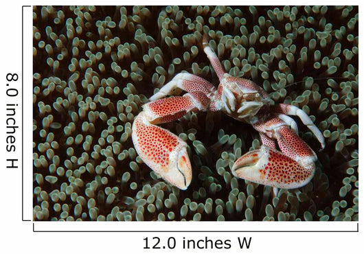 Spotted Porcelain Crab Wall Decal
