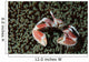 Spotted Porcelain Crab Wall Decal