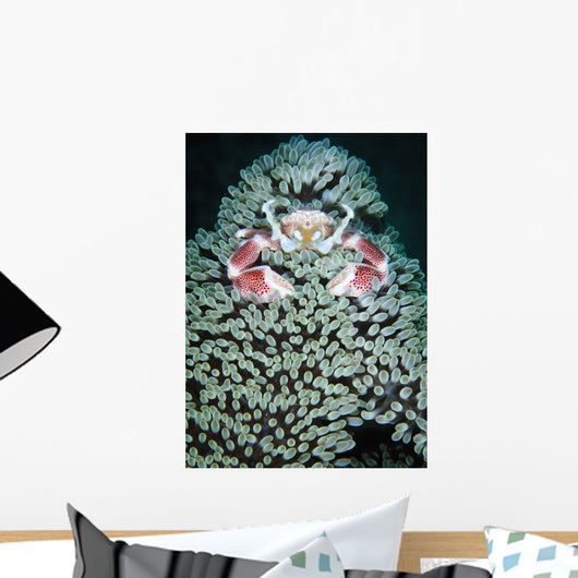 Spotted Porcelain Crab Anemone Wall Decal