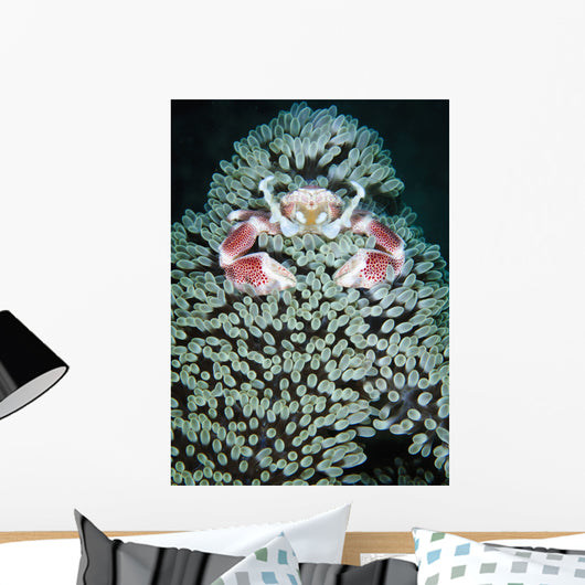 Spotted Porcelain Crab Anemone Wall Decal