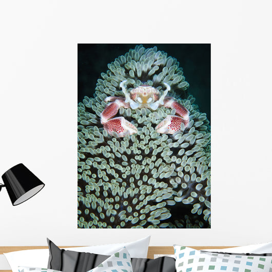 Spotted Porcelain Crab Anemone Wall Decal