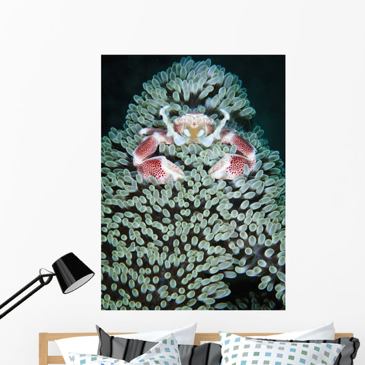 Spotted Porcelain Crab Anemone Wall Decal