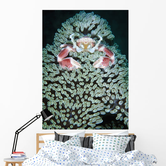 Spotted Porcelain Crab Anemone Wall Decal