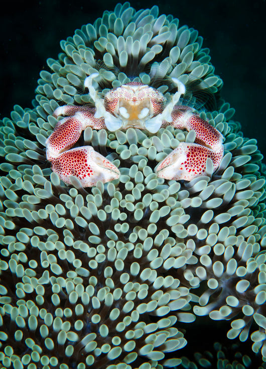 Spotted Porcelain Crab Anemone Wall Decal