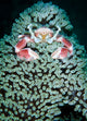 Spotted Porcelain Crab Anemone Wall Decal